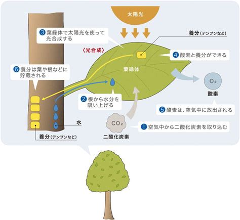 樹根生長|樹木根の成長と構造の基礎的な仕組みと競争・共生関係